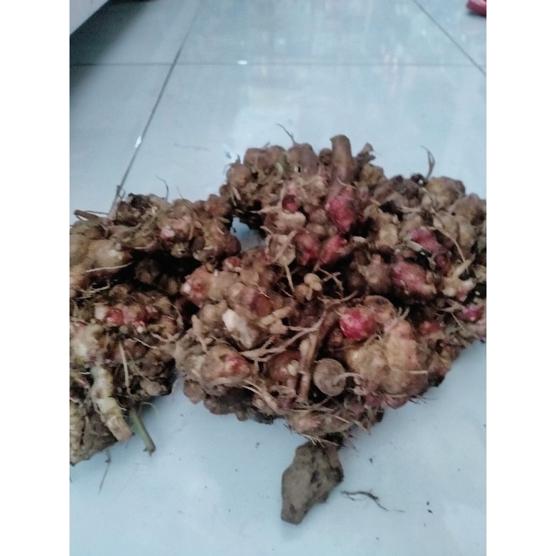 Bibit Umbi Yakon sudah Bertunas