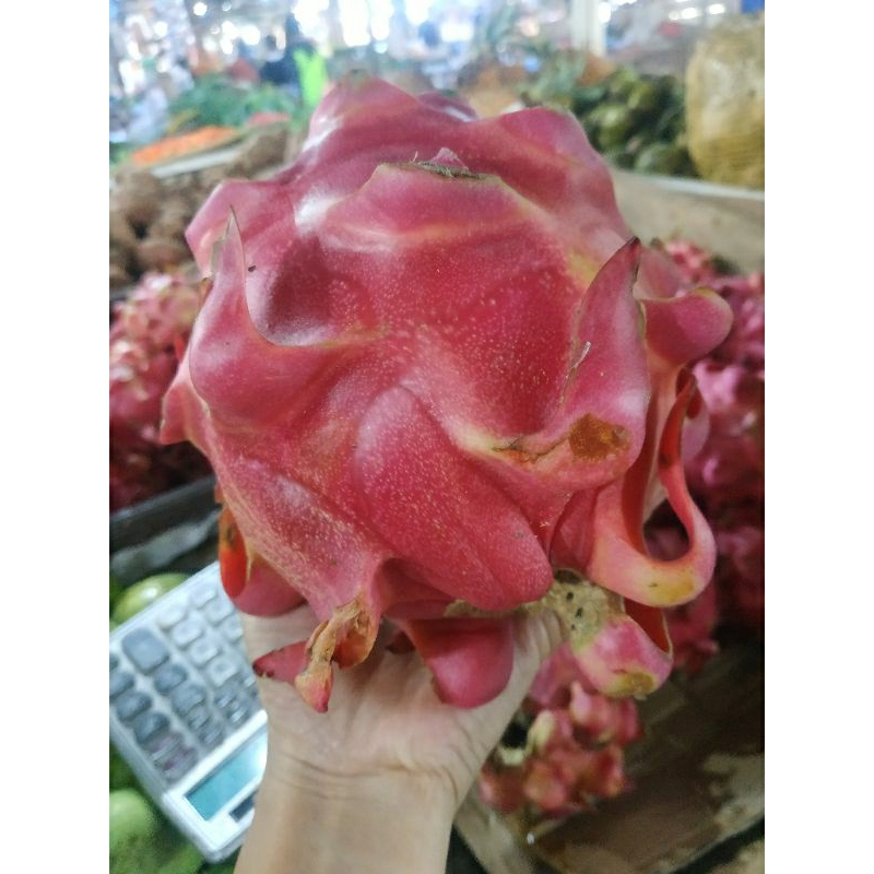 

Buah Naga Merah Super Fresh 1kg | Manis Segar Siap Konsumsi