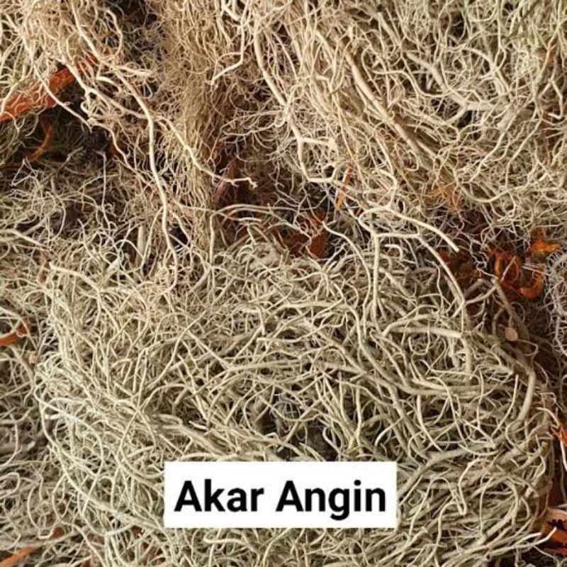 

Akar Angin 250 Gram