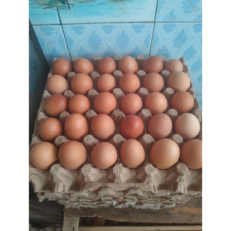 

Telur Horn