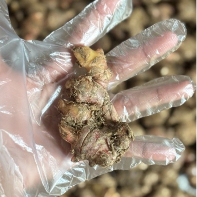 

Jahe Merah Asli Rasa Pedas Herbal 1kg