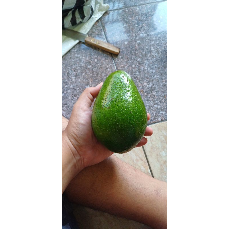 

alpukat mentega lokal