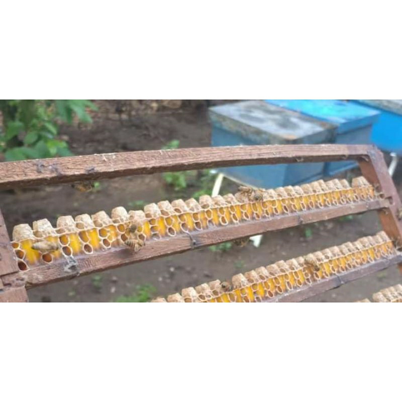 

Royal Jelly Honey 150gram - Royal jelly 70%