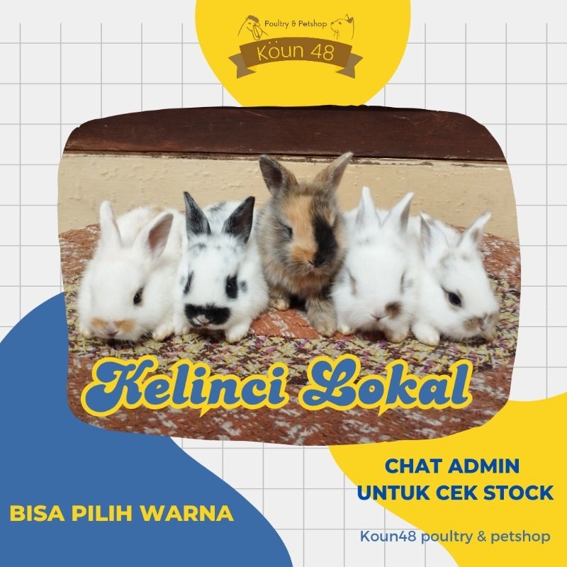 Kelinci Lokal Bandung