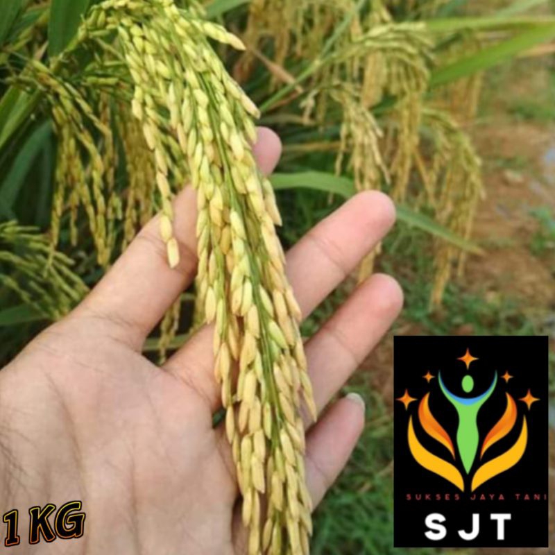 Benih Padi Unggul PADAHERANG 02 PREMIUM Kemasan 1Kg