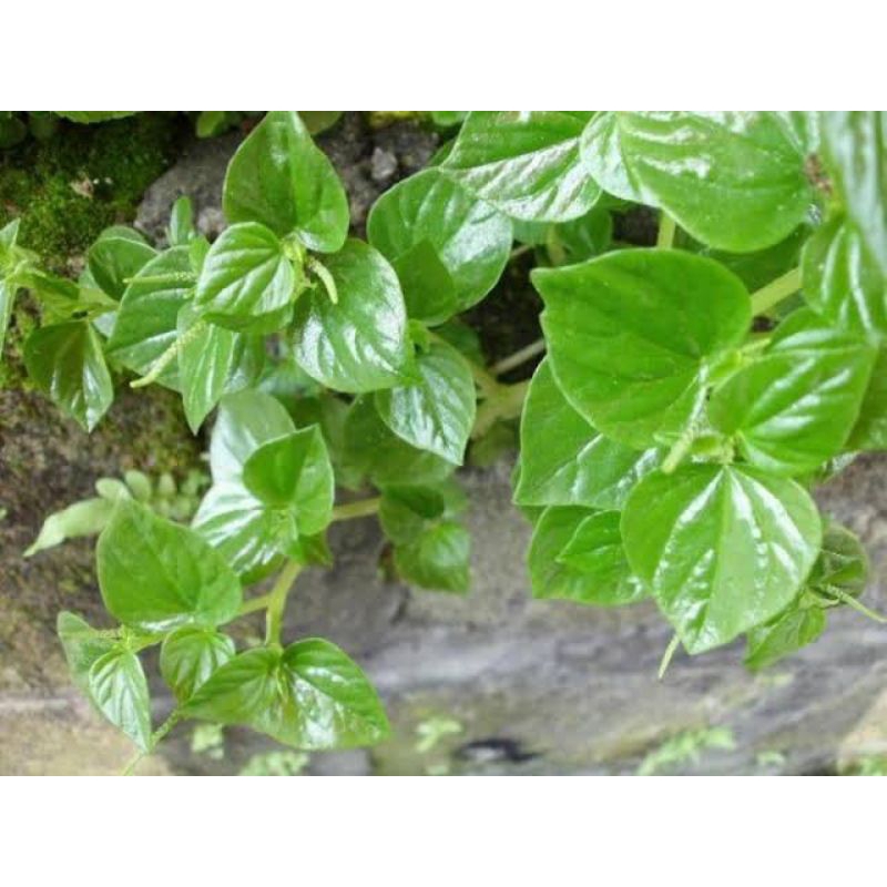 

Daun Sirih Cina Segar/Ketumpang Air 200gr