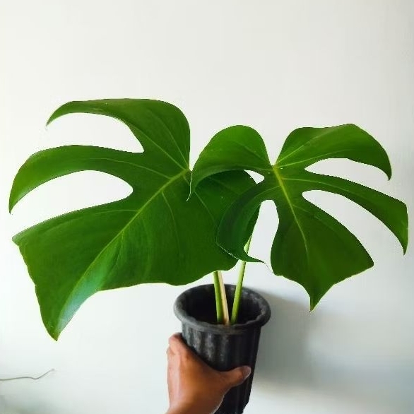 Monstera Brazilian Command Form