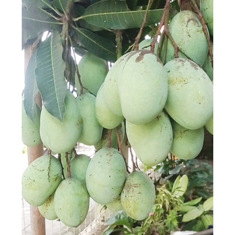mangga muda manalagi 1kg.mangga manalagi