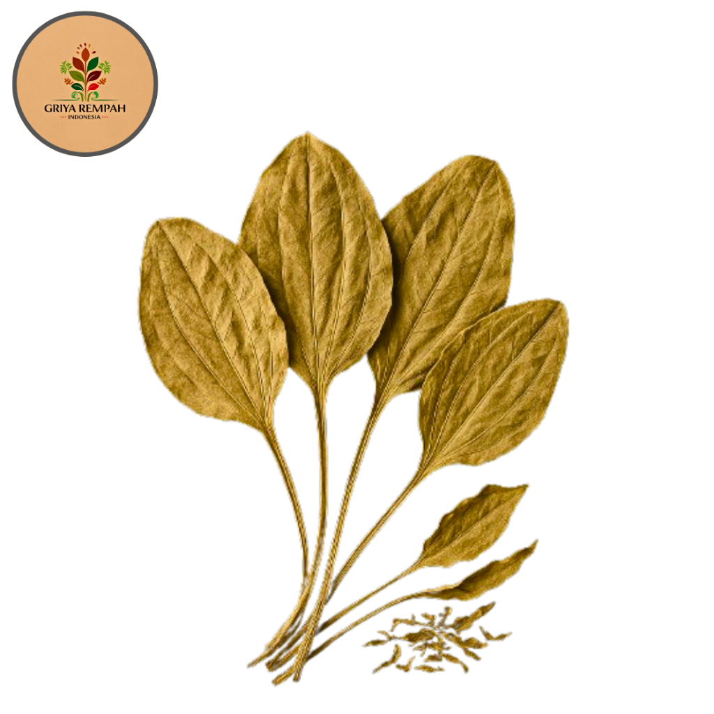 

DAUN SENDOK KERING 100 GRAM Sendokan Rempah Herbal Alami Simplisia Ramuan Jamu Tradisional untuk Kesehatan Saluran Kemih Radang Batu Ginjal Plantago Major