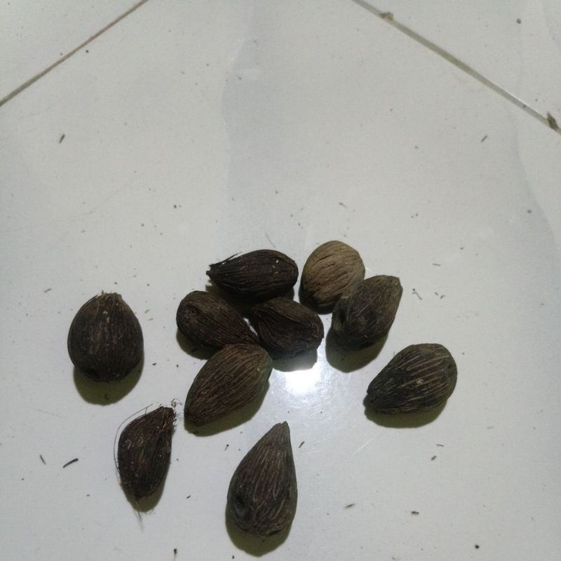 Bibit_kelapa_sawit_unggul