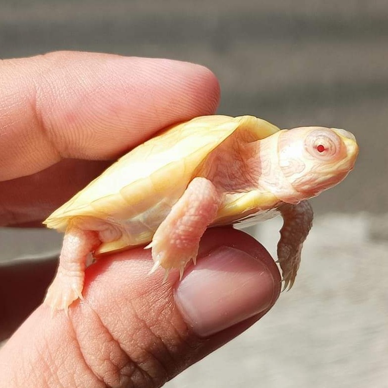 Mainan Anak Kura2 Albino Res brazil baby