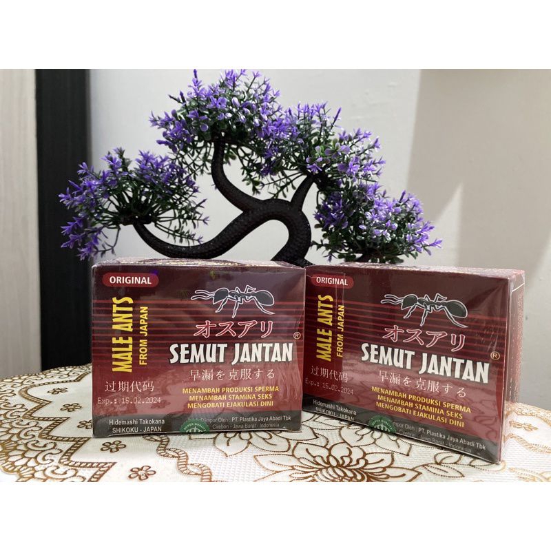 semut jantan