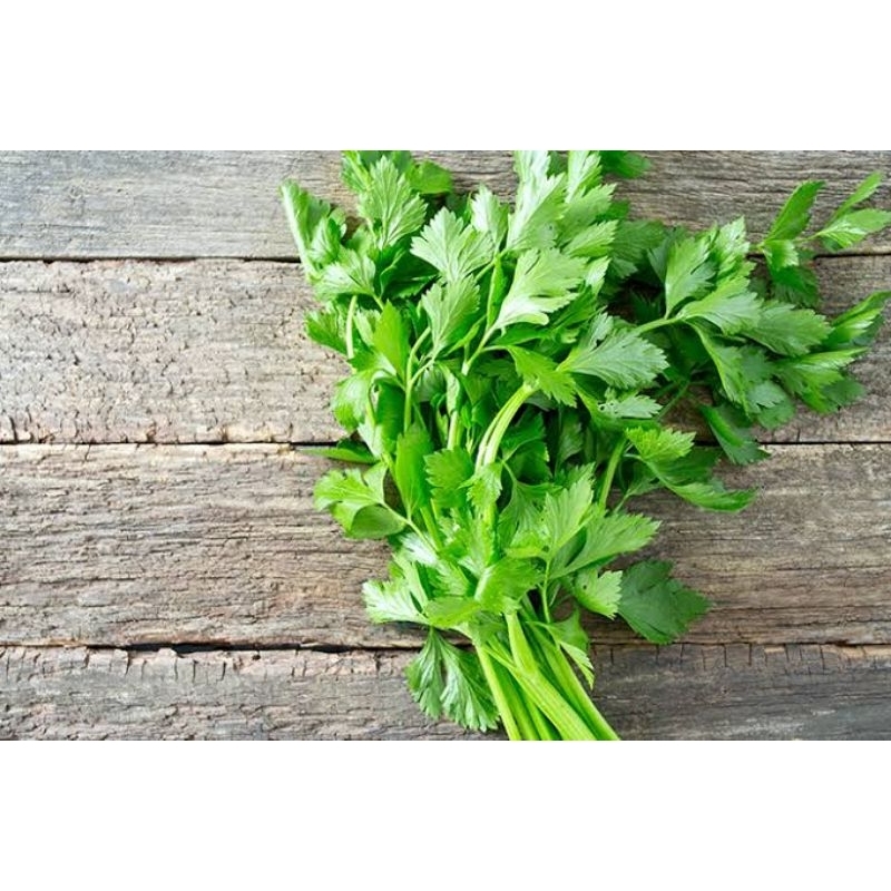 

daun seledri selederi termurah fresh 250 gr 500 gr 1 kg