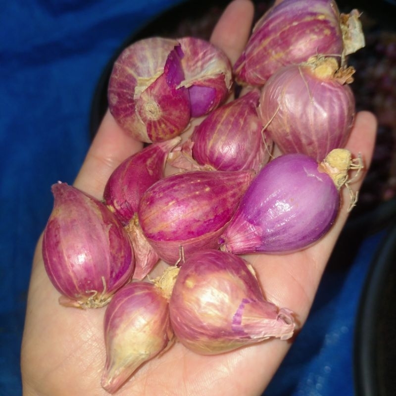 

bawang merah nganjuk tanggung kebesar pilihan(kering)