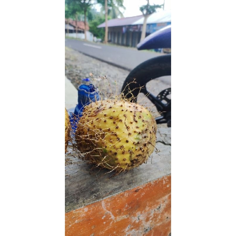 

umbi gadung mentah per 1kg