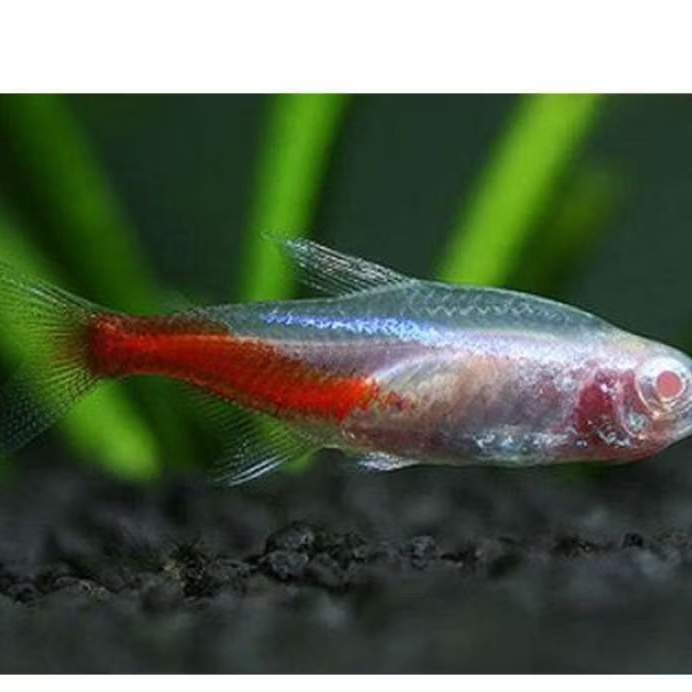 NEON TETRA ALBINO