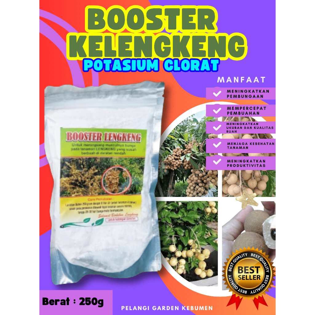 TERBAIK  Booster Buah Kelengkeng Pingpong, Booster Buah Kelengkeng Pingpong Berbuah