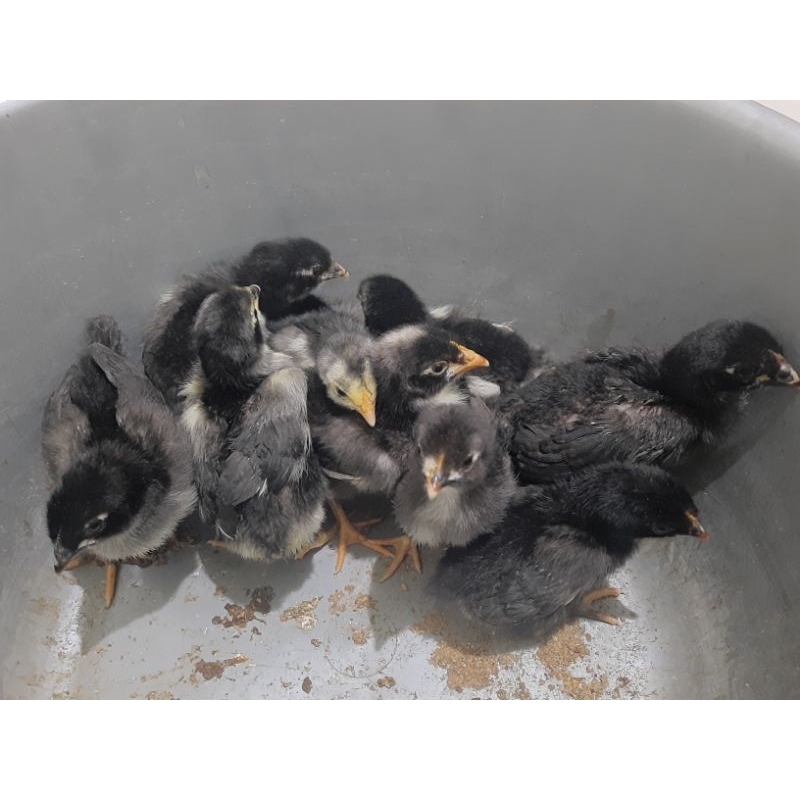 Doc/anakan Ayam Black Permud / BP3