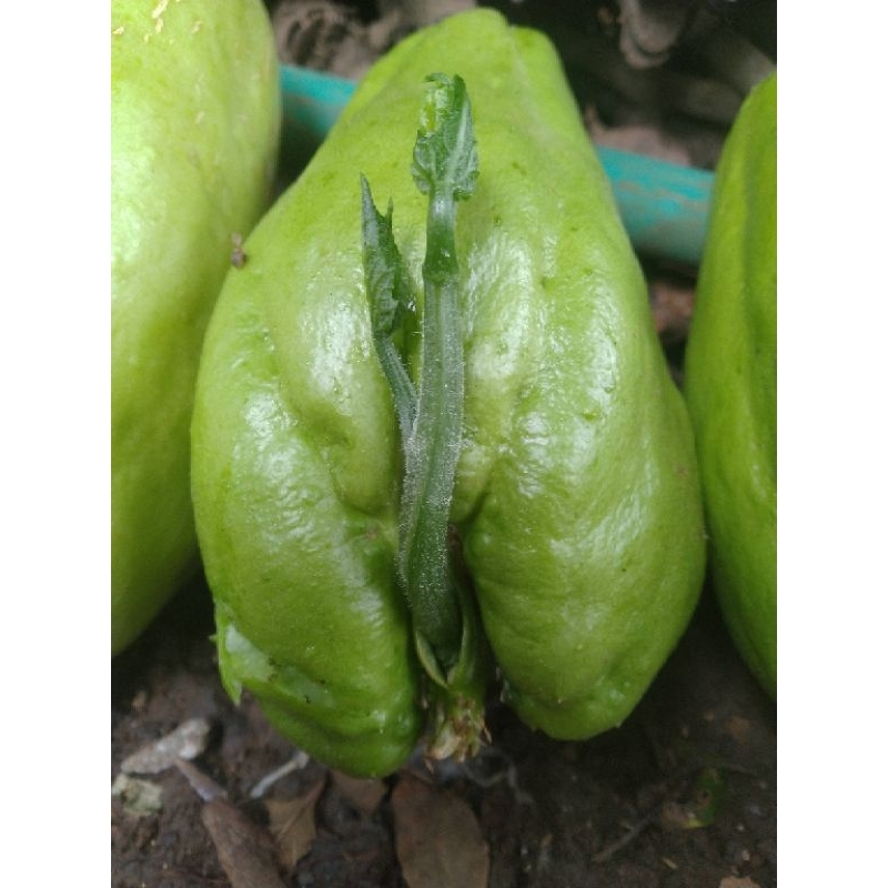 

Bibit labu siam labu cina