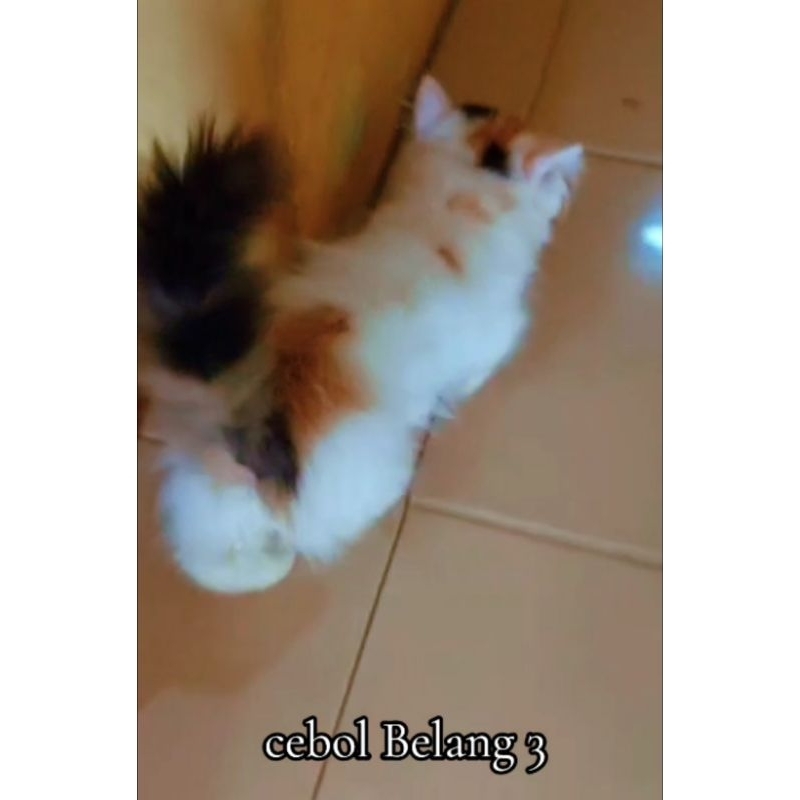 KUCING CEBOL Munchkin betina jantan Pendek