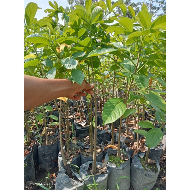 bibit Baobab ukuran 50cm up