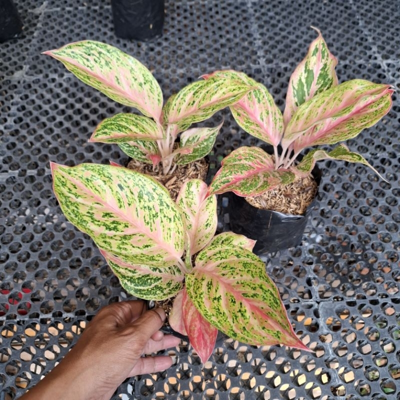 AGLONEMA BIDADARI lokal