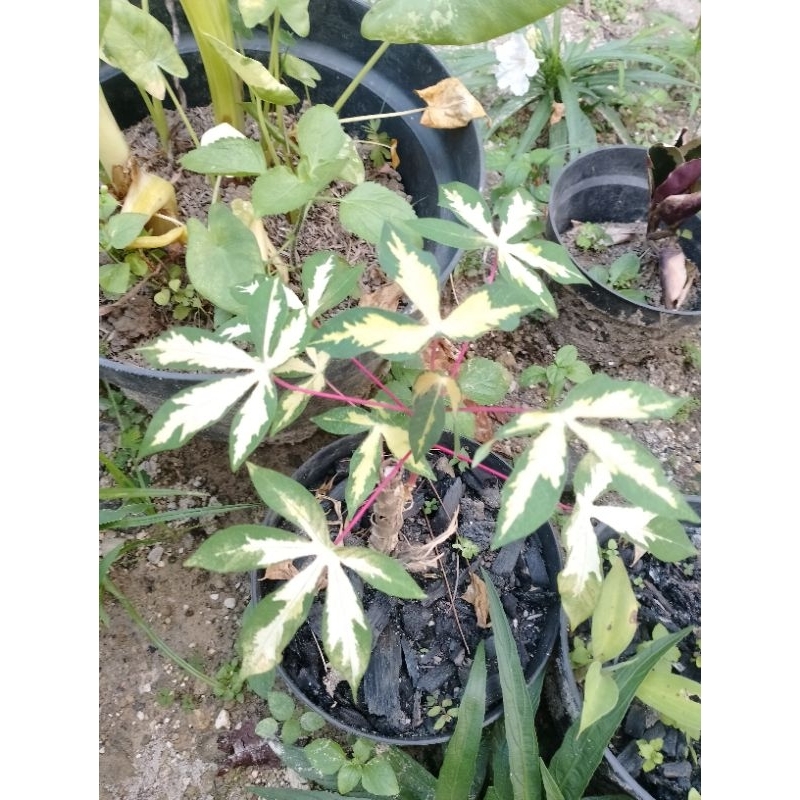 Singkong Varigata atau Ubi Kayu Varigata