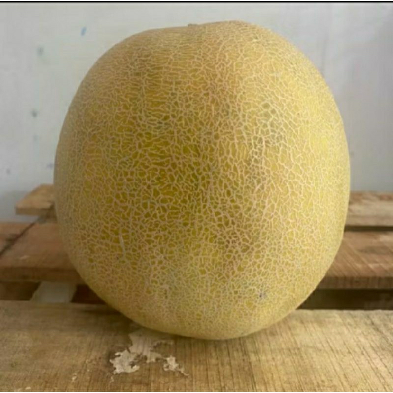 

Buah Melon Madu 1-2kg