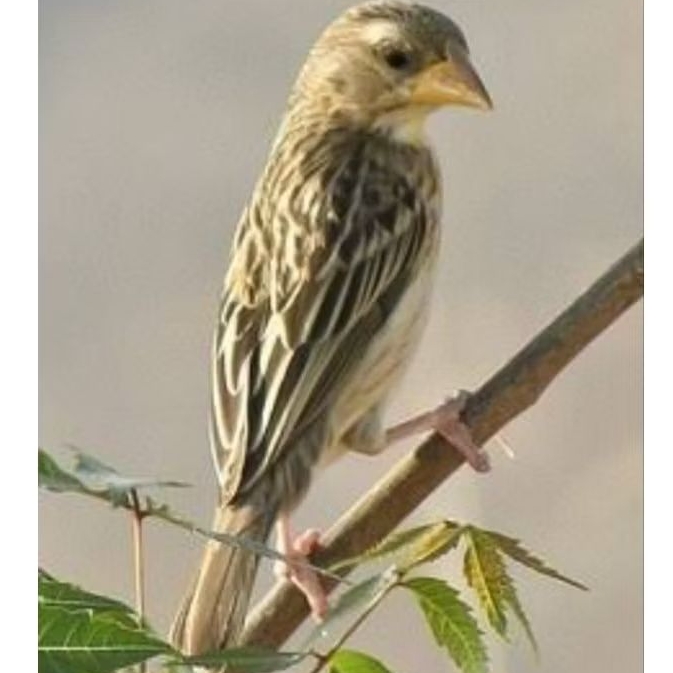 BURUNG MANYAR EMAS BETINA