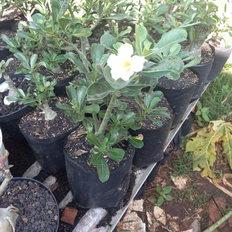 adenium size B putih