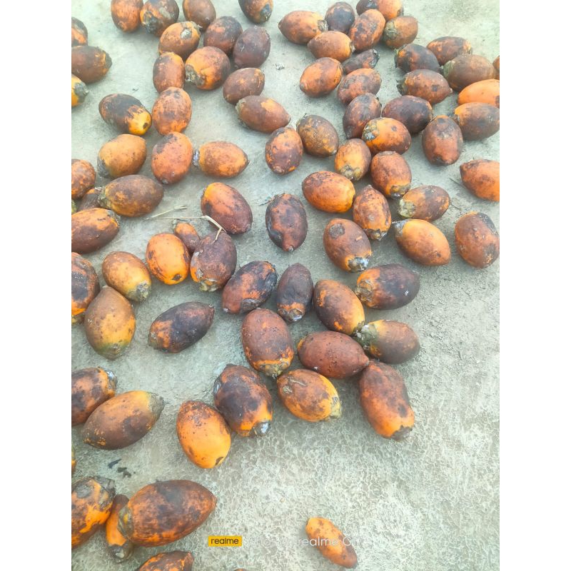 

Buah pinang tua