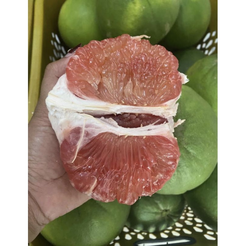 

Jeruk Pamelo Madu Jumbo 1,6-1,9 kg Manis super Lezat dan segar