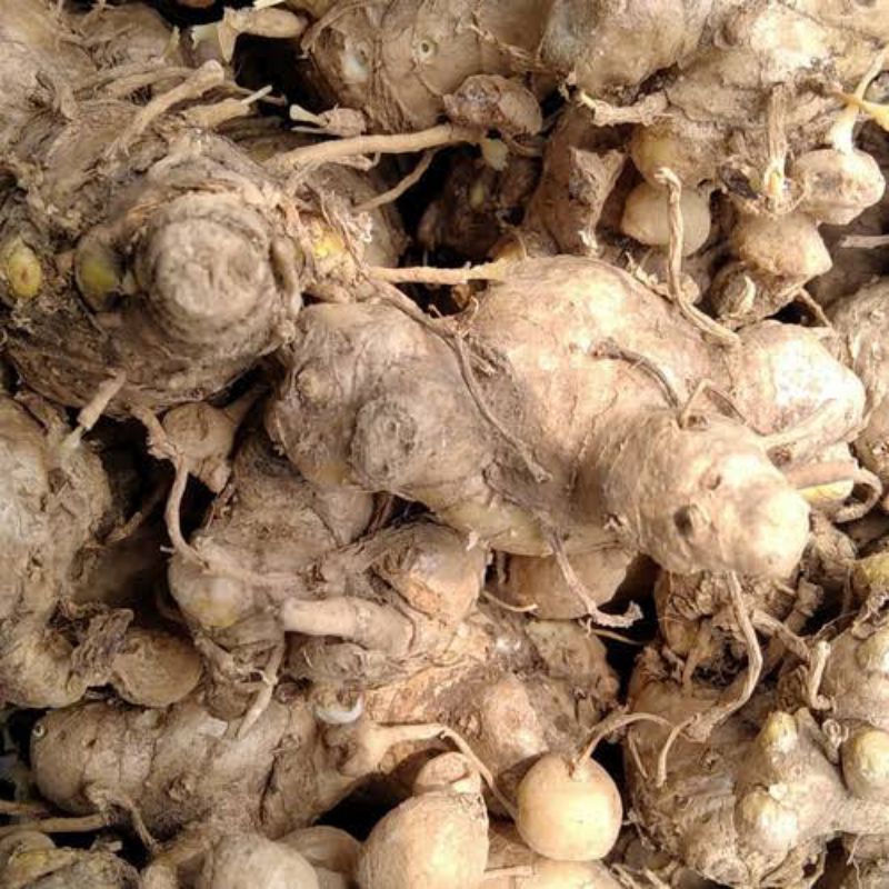 

Bonggol kunyit putih / Biang Kunyit Putih 1kg / Biang kunyit putih asli / kunci pepet / bisa buat bibit