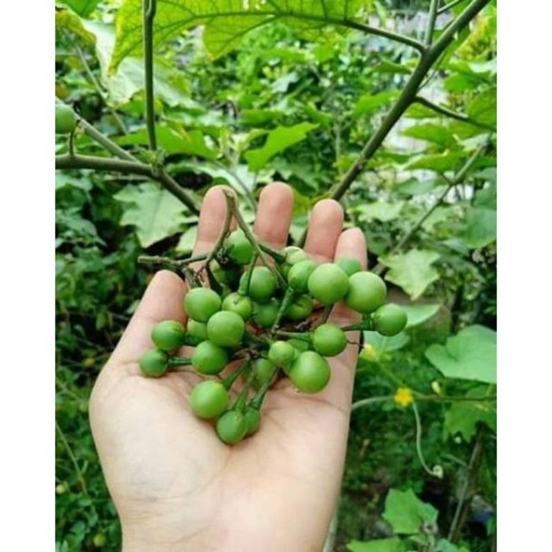 Buah Takokak/Buah Rimbang 1/4 Kg