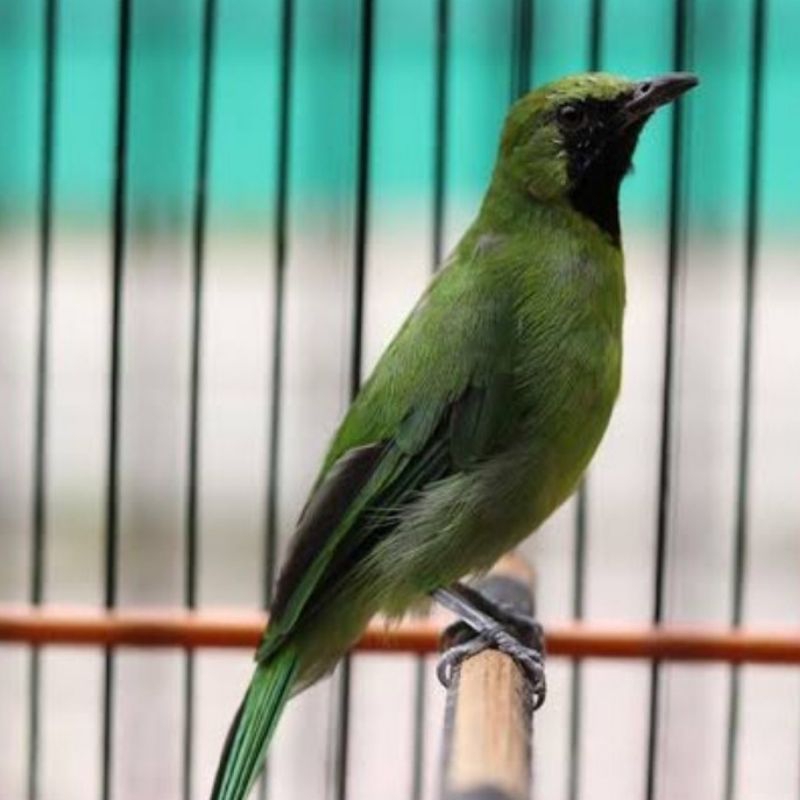 Burung ijo mini Jantan Istimewa terbaik