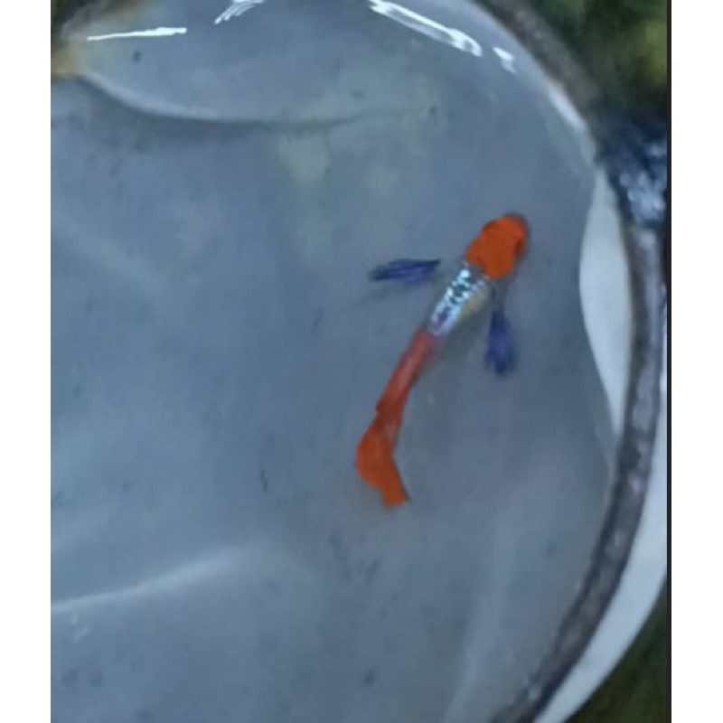 GUPPY PRTDE KOI PASANGAN