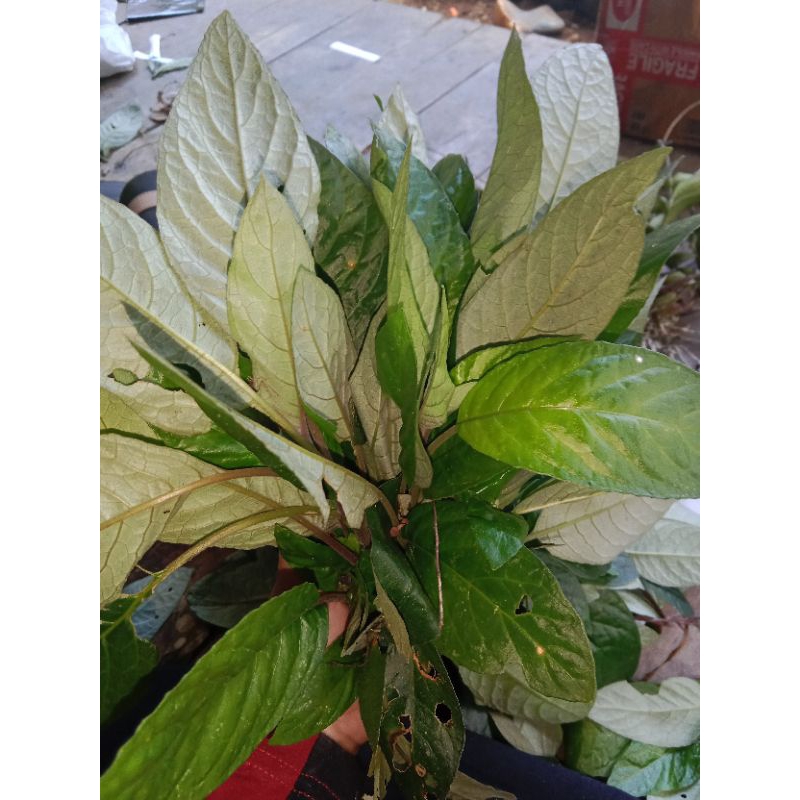 

New promo jual lalapan.daun rende segar.per 500 grm