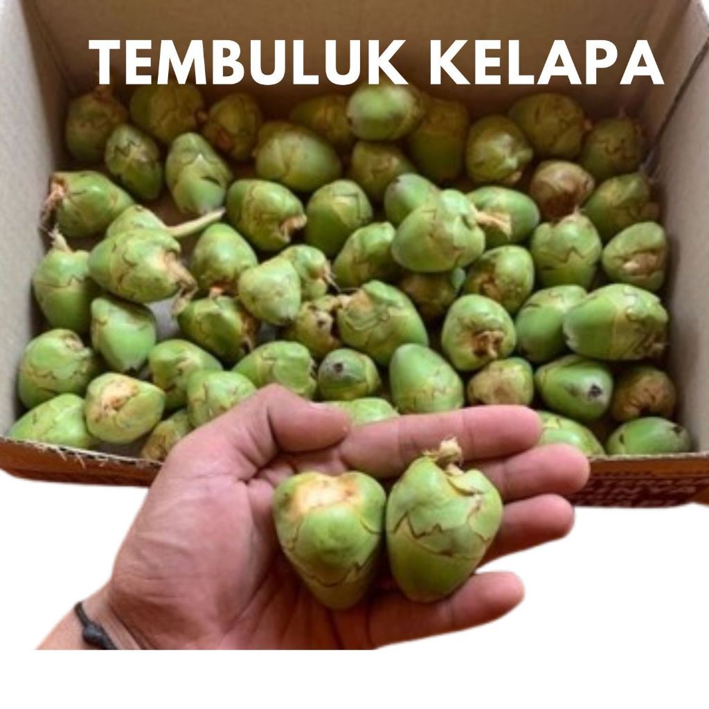 

Beluluk kelapa - Tembuluk kelapa kecil isi 10 biji untuk obat herbal