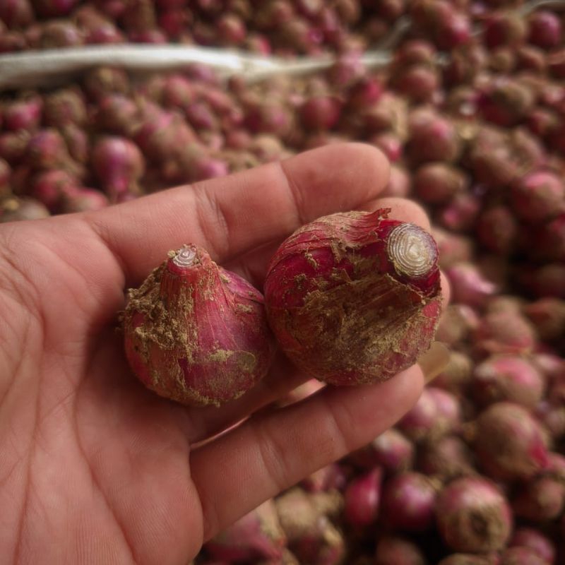 

bawang merah sayur 500gram