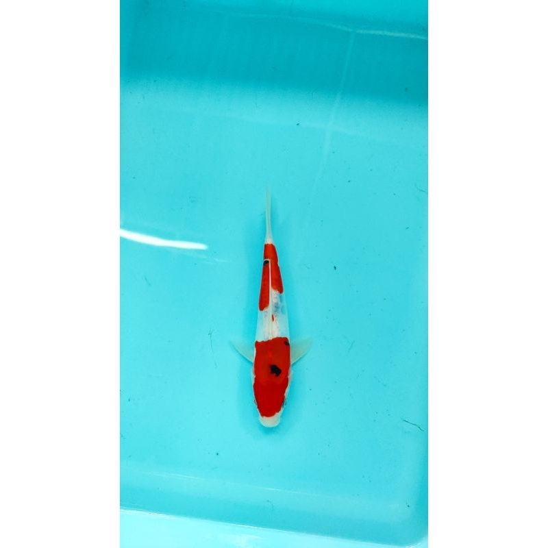 ikan koi blitar sanke 22 cm