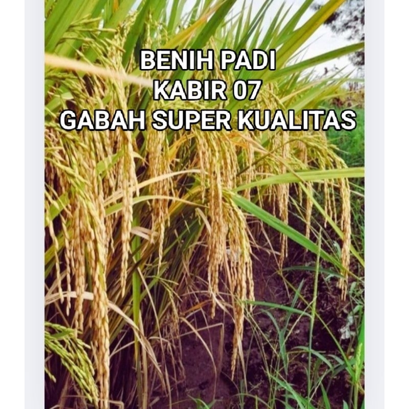 BENIH BIBIT PADI KABIR 07 KEMASAN 1 KG GABAH SUPER BERKUALITAS UNGGUL ORIGINAL