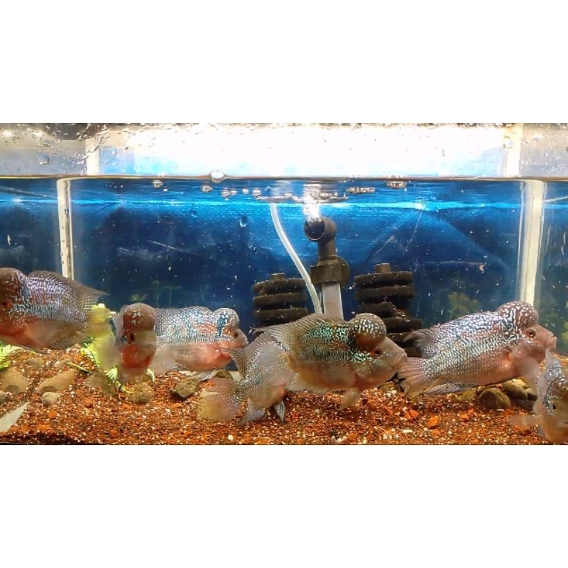 ikan louhan SRD jenong