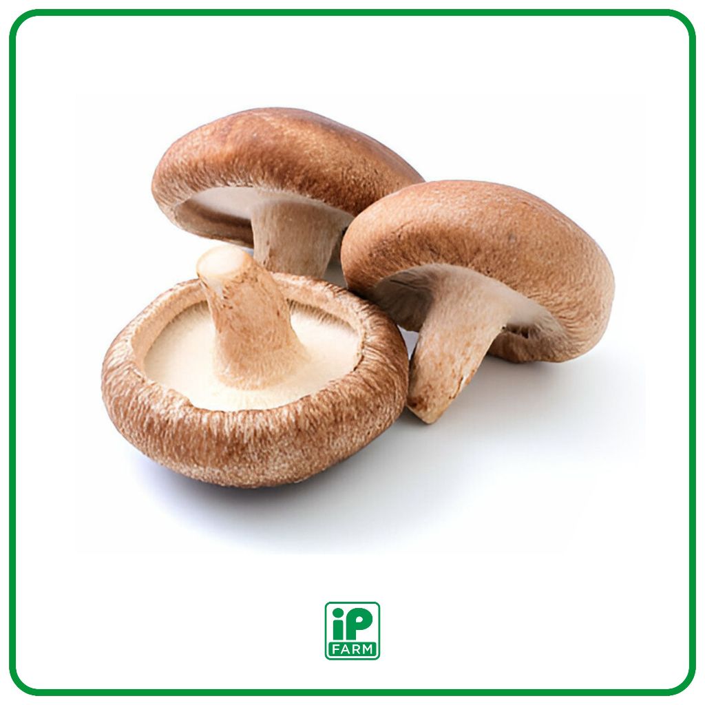 

Fresh Jamur Shiitake Curah XL / Jamur Shiitake Curah Mix Size / Jamur Shiitake Organik