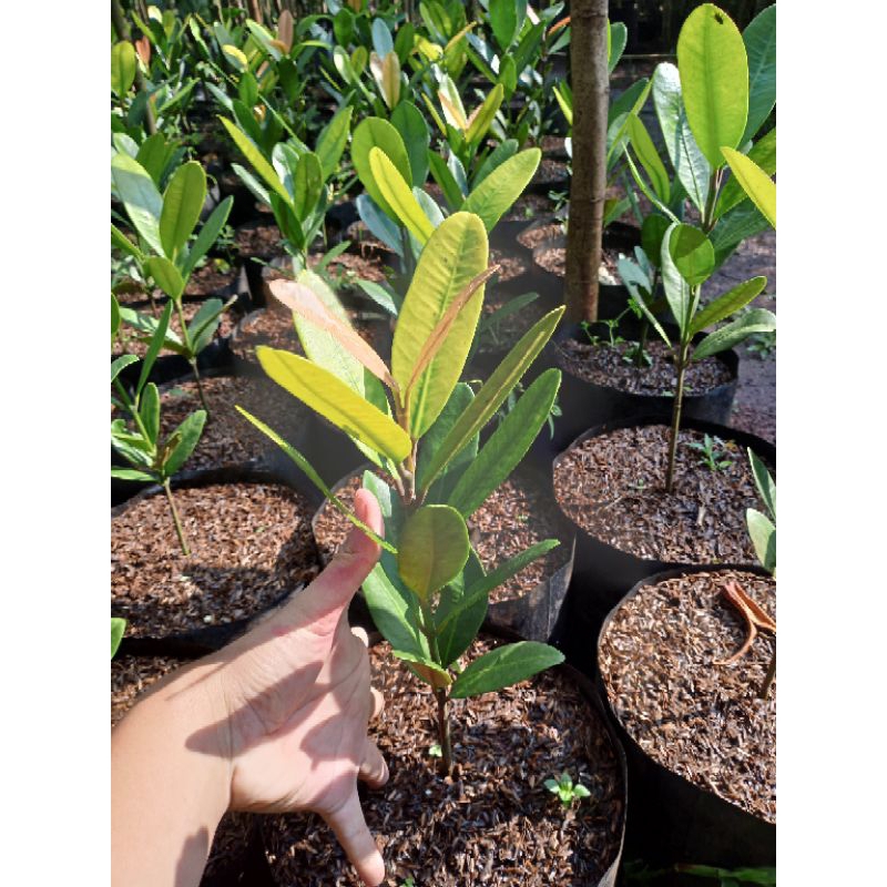 Pohon bibit nangka Taiwan Garcenia