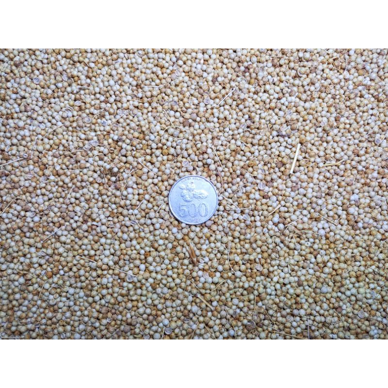 

KETUMBAR BERSIH KWALITAS SUPER / KETUMBAR BUMBU MASAK