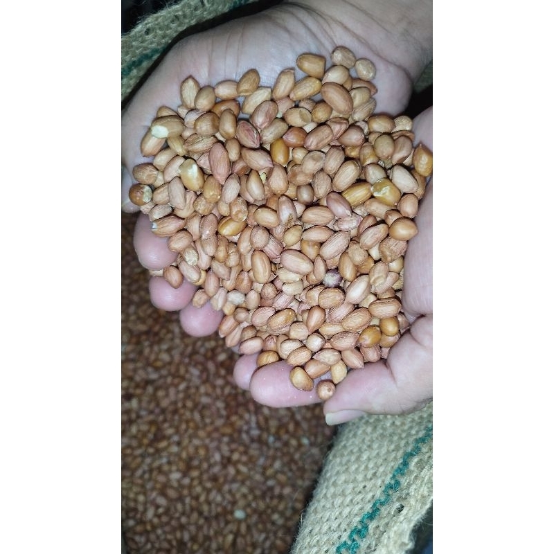 

Kacang Tanah Mentah 1 kg