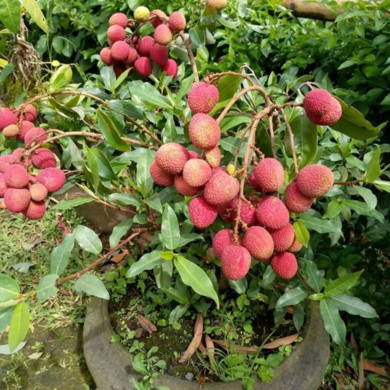 BIBIT LECI MERAH TANPA BIJI