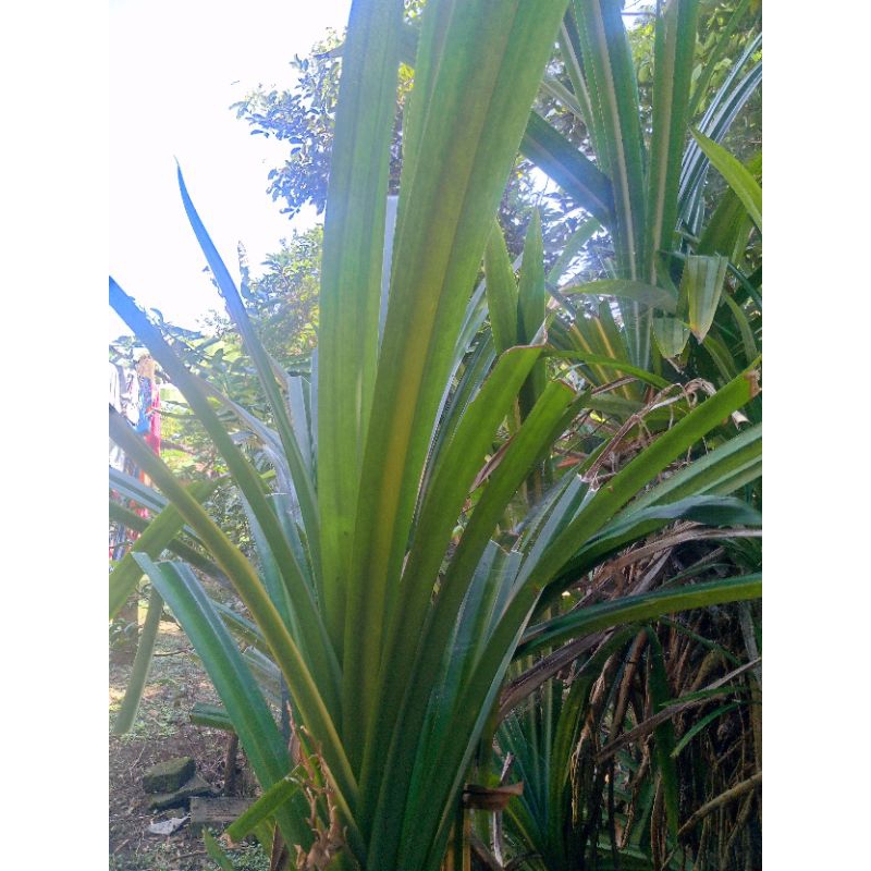 

daun pandan segar 1 iket isi 10 lembar dipetik saat ada pesanan