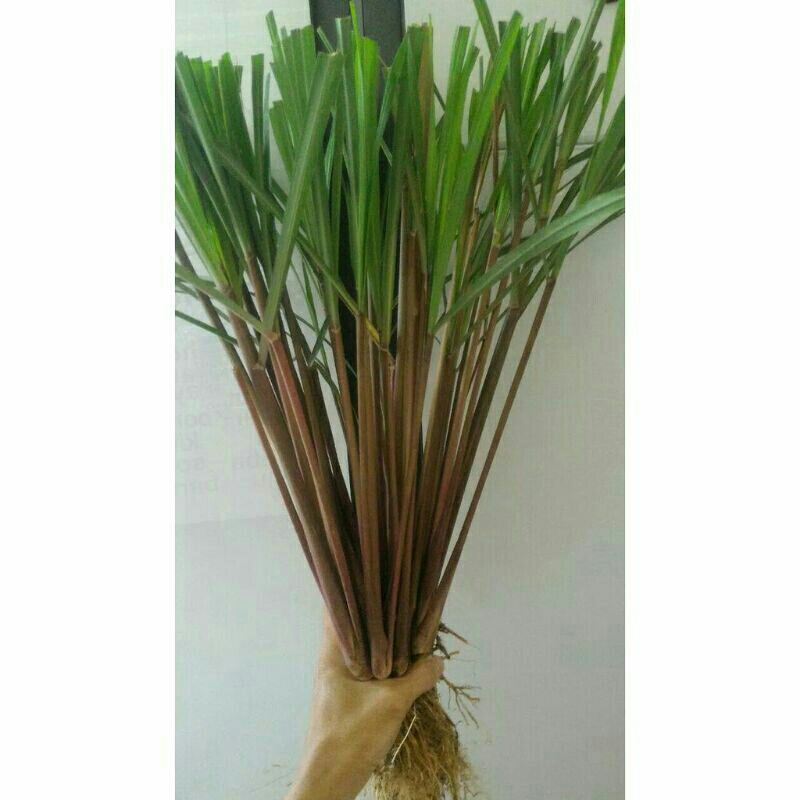 bibit  serai,sereh merah,serai wangi 1kg