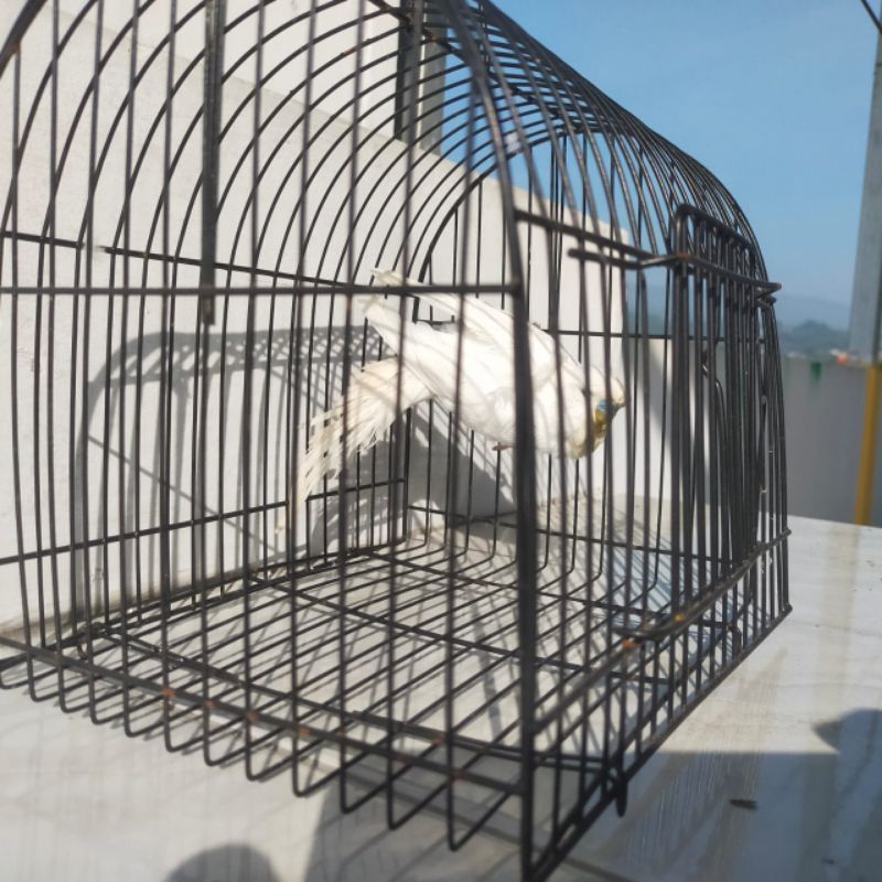 Burung parkit jepang hagoromo